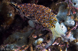 Mexican Dancer (Elysia diomedea)/Photographed with a 60 m... by Laurie Slawson 